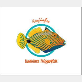 Undulate Triggerfish Posters and Art